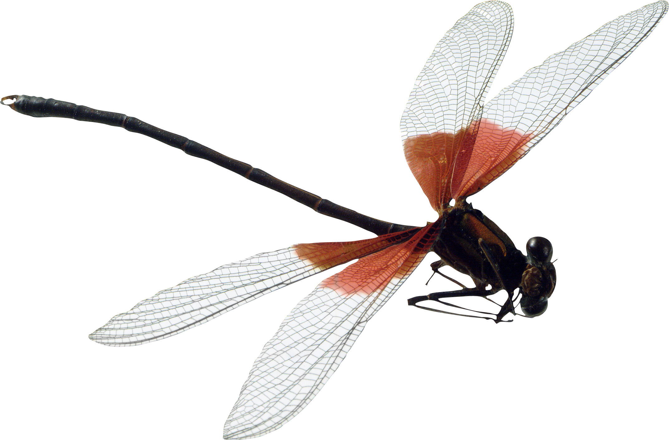 Dragonfly PNG Free File Download