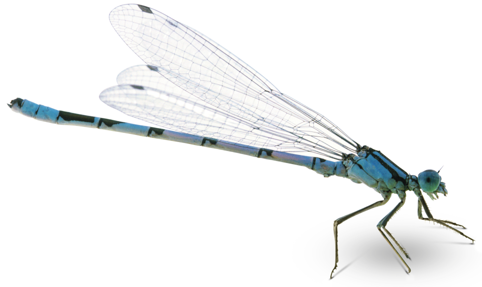 Dragonfly PNG HD Free File Download