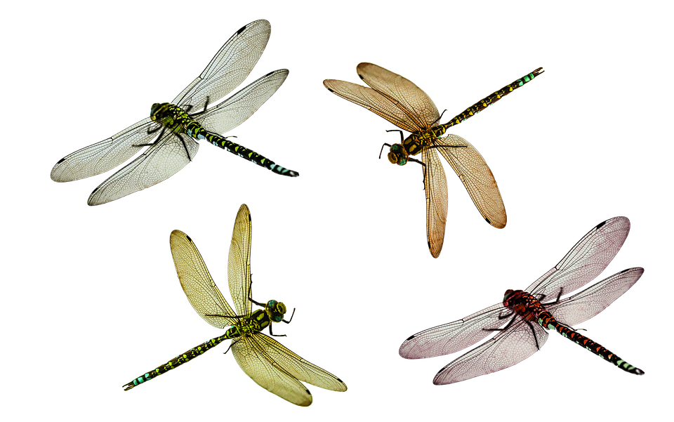 Dragonfly PNG Pic Clip Art Background
