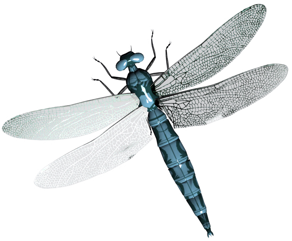 Dragonfly Transparent Clip Art Background