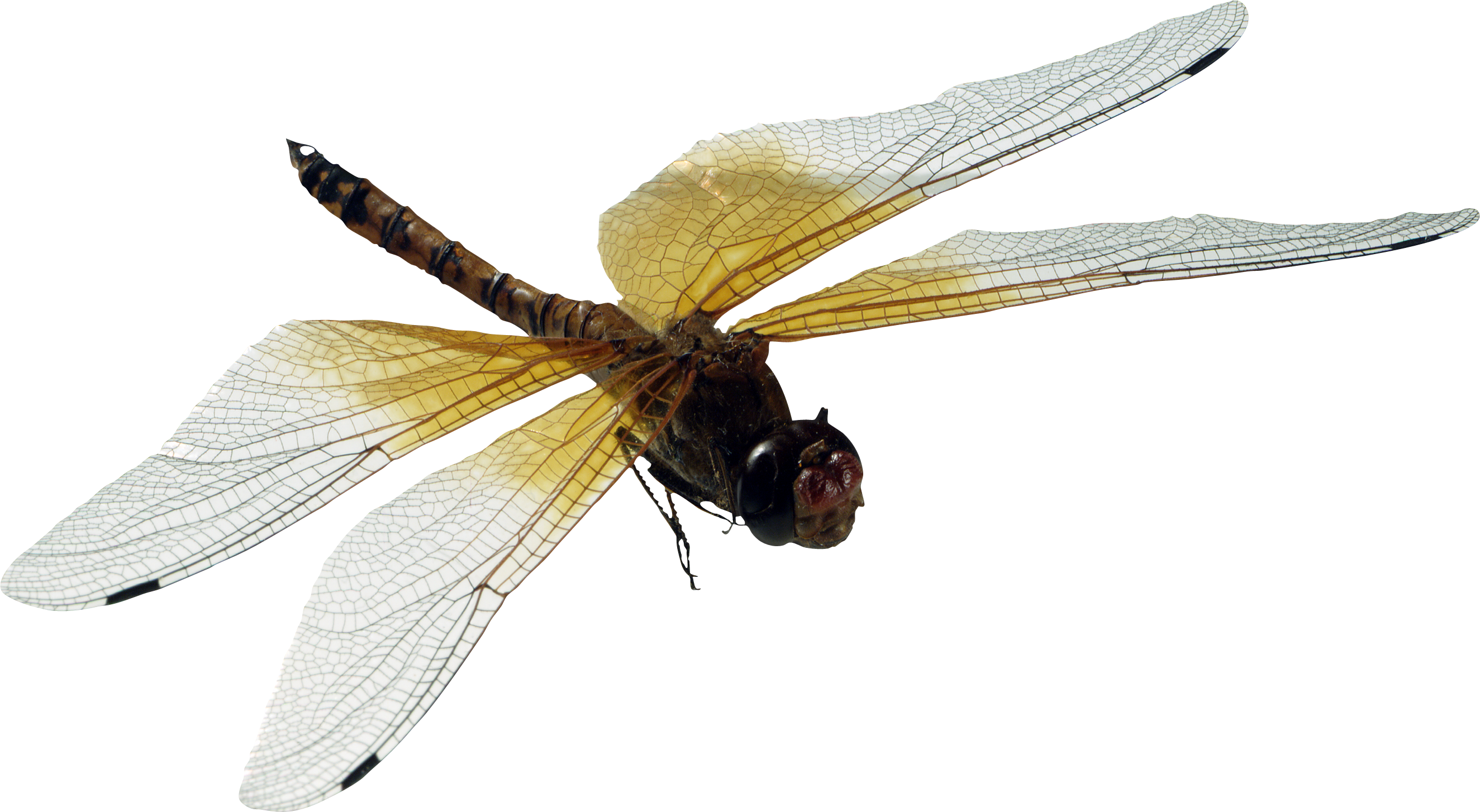 Dragonfly Transparent Clip Art Image