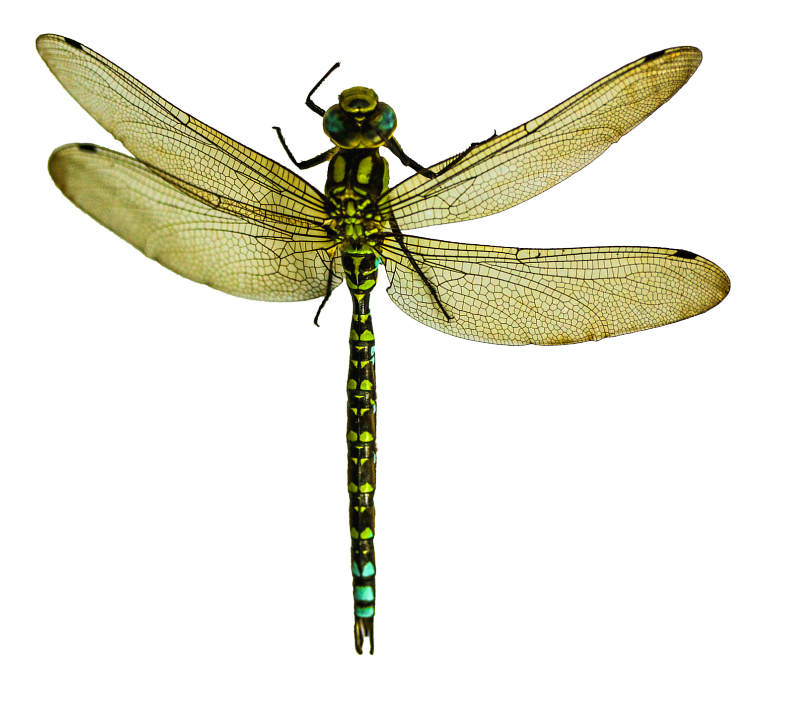 Dragonfly Transparent Image