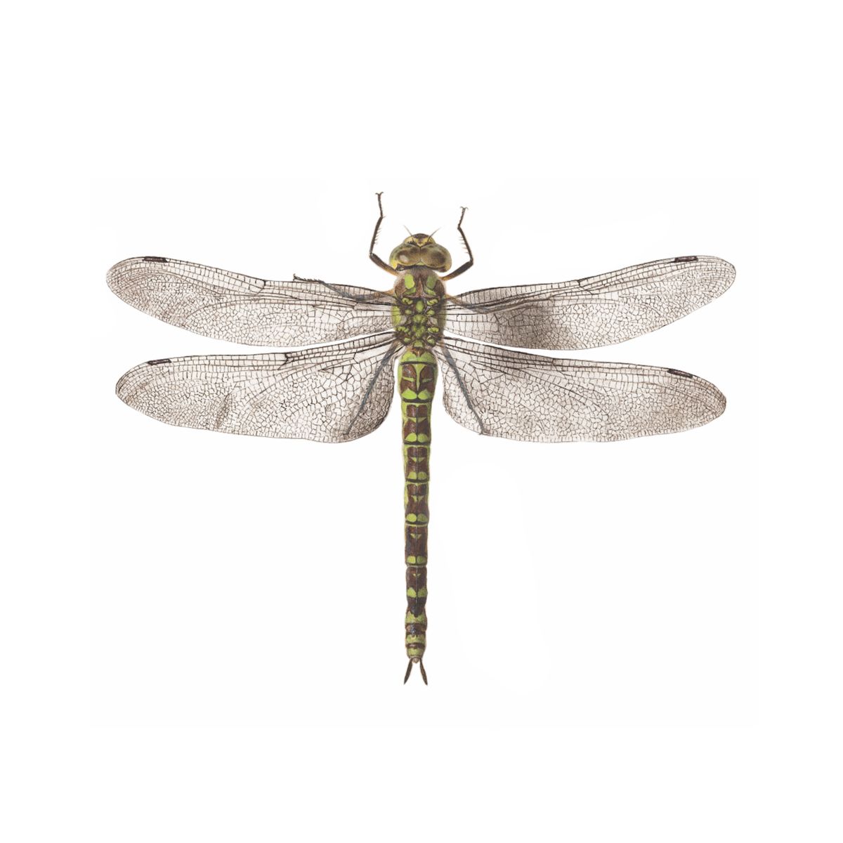 Dragonfly Transparent PNG