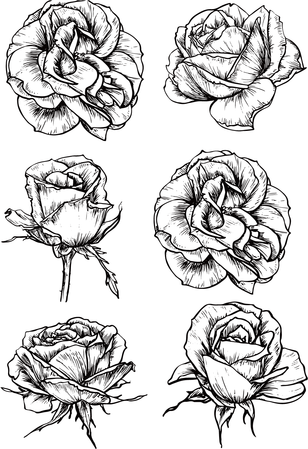 Drawing Of A Rose Background PNG Image