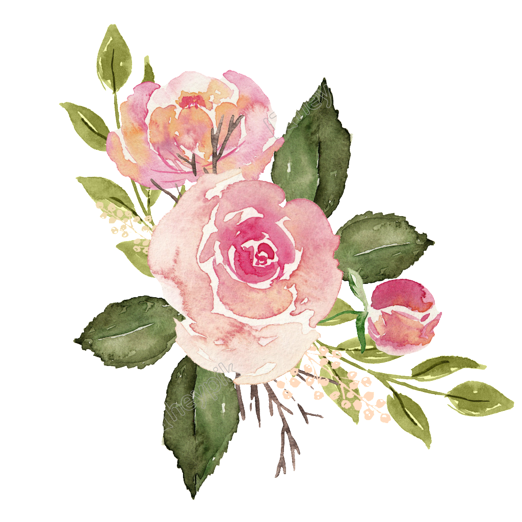 Drawing Of A Rose Free Picture PNG