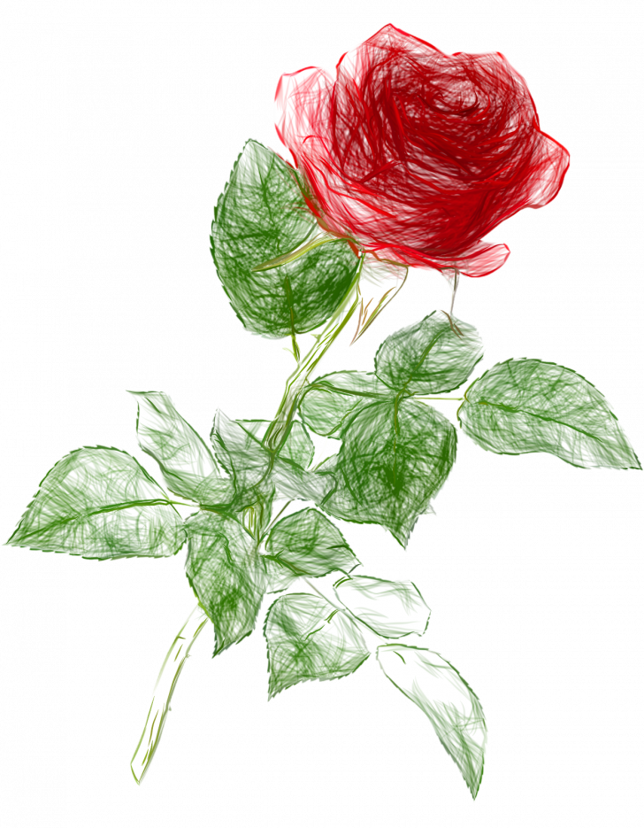 Drawing Of A Rose PNG Free File Download