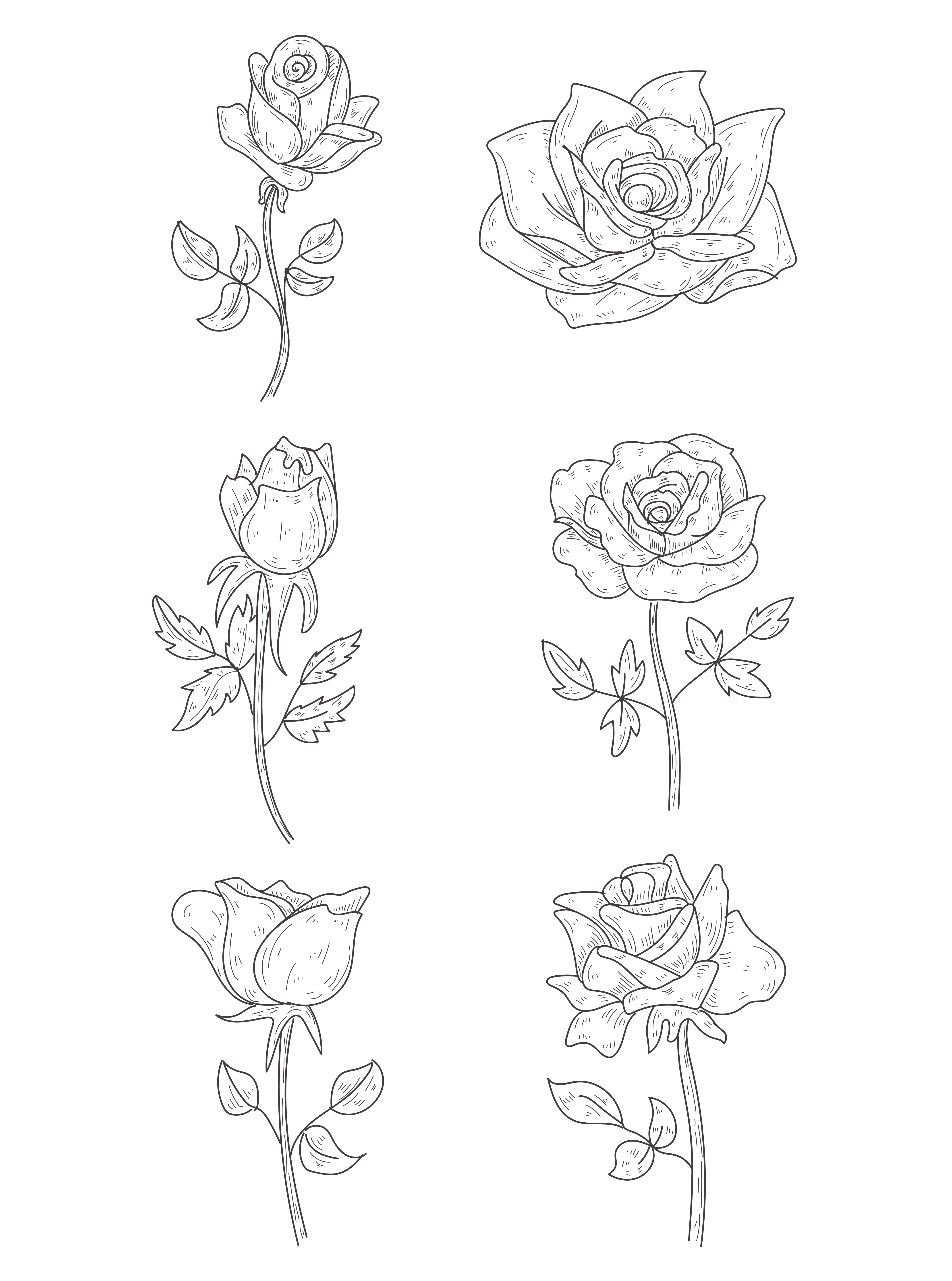 Drawing Of A Rose PNG Photo Image