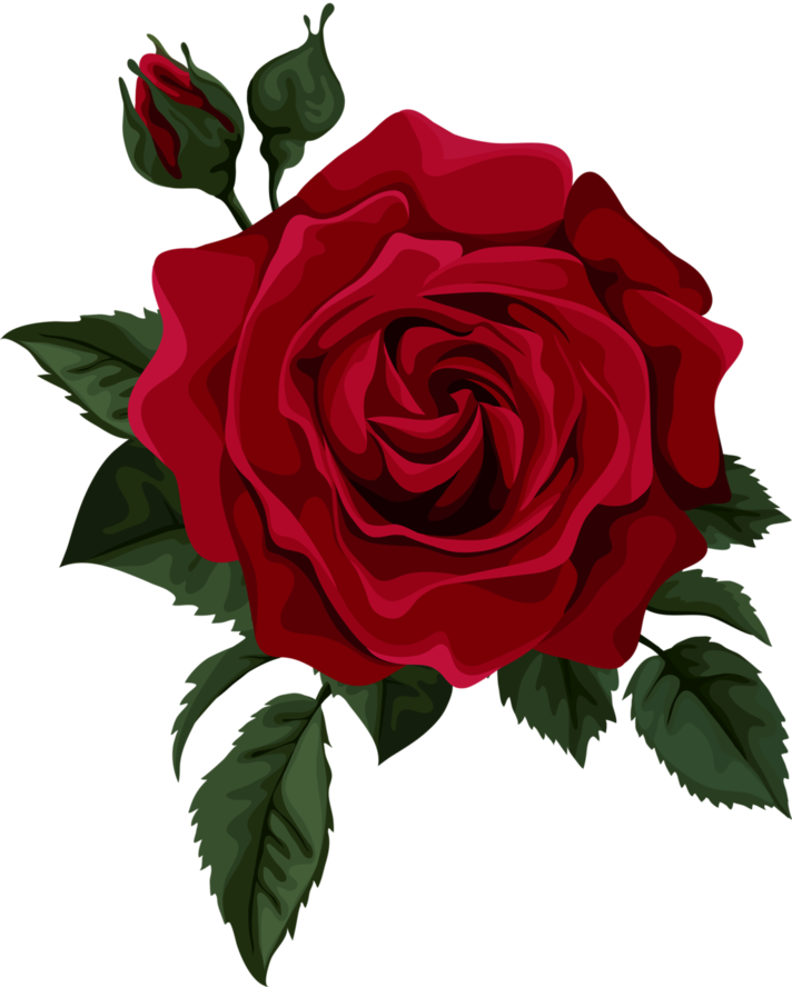 Drawing Of A Rose Transparent File