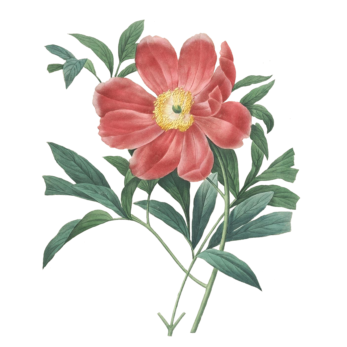Drawing Of A Rose Transparent Images