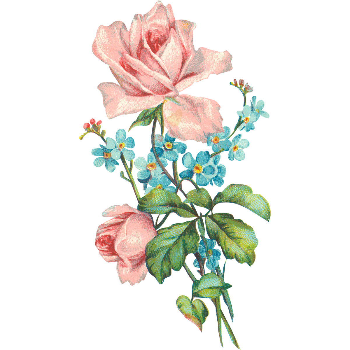 Drawing Of Flowers Free PNG