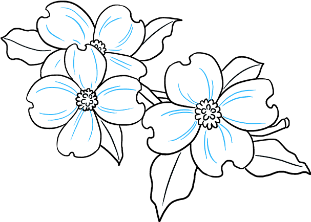 Drawing Of Flowers No Background