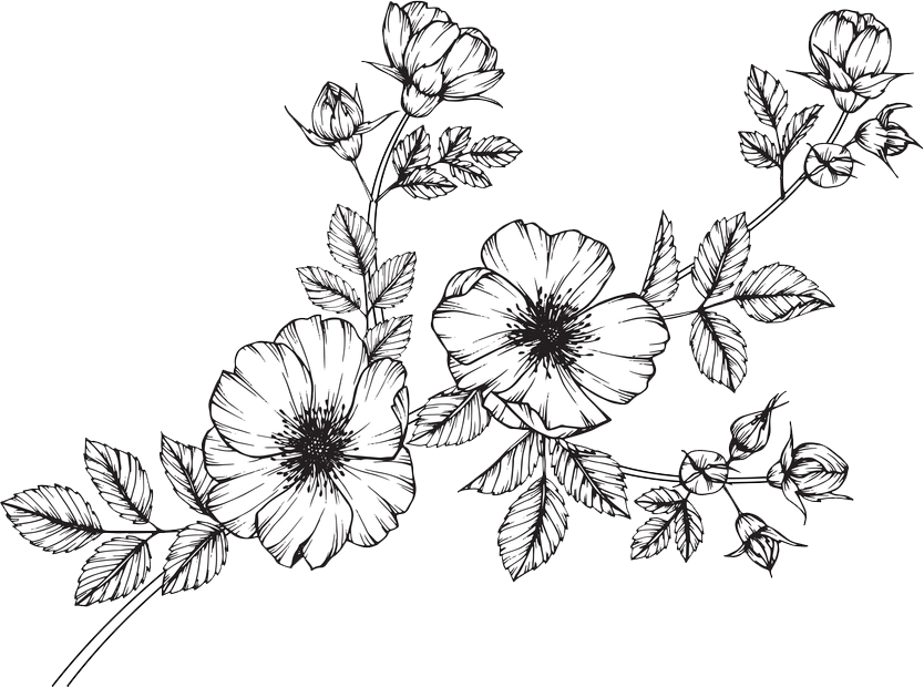 Drawing Of Flowers PNG Free File Download