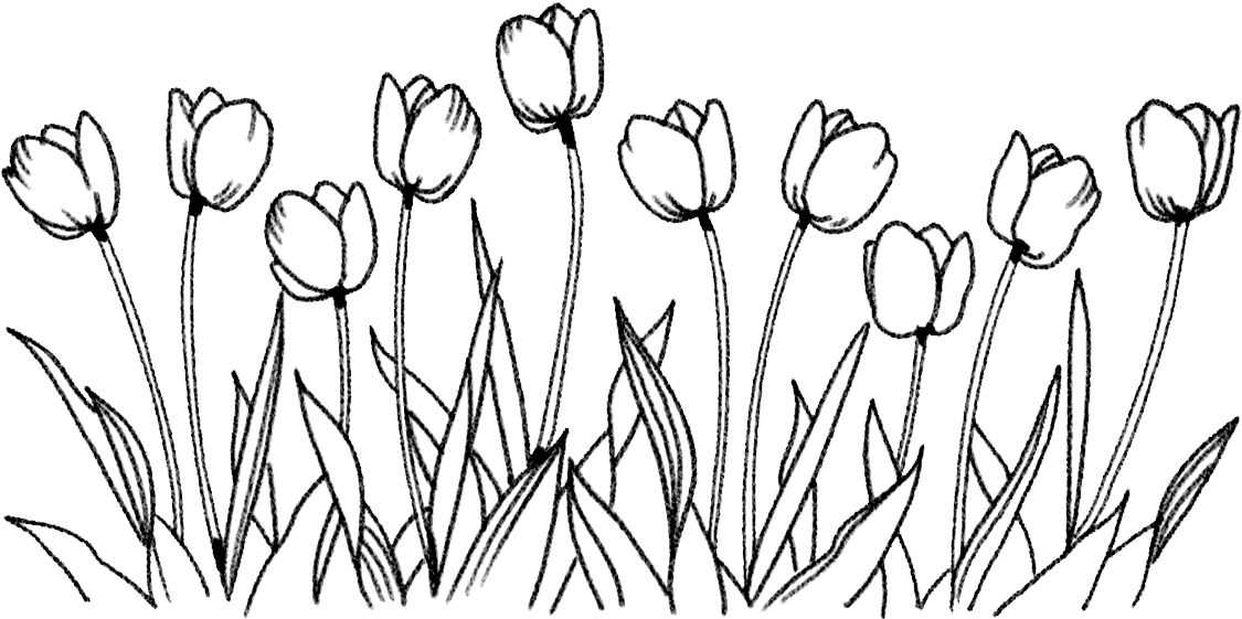 Drawing Of Flowers PNG Photos