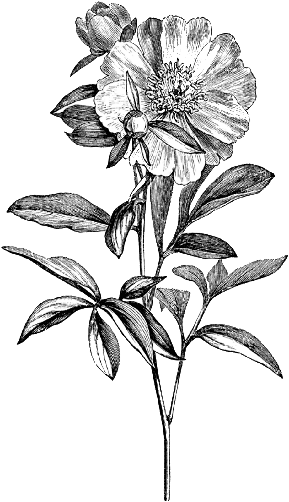 Drawing Of Flowers Transparent File