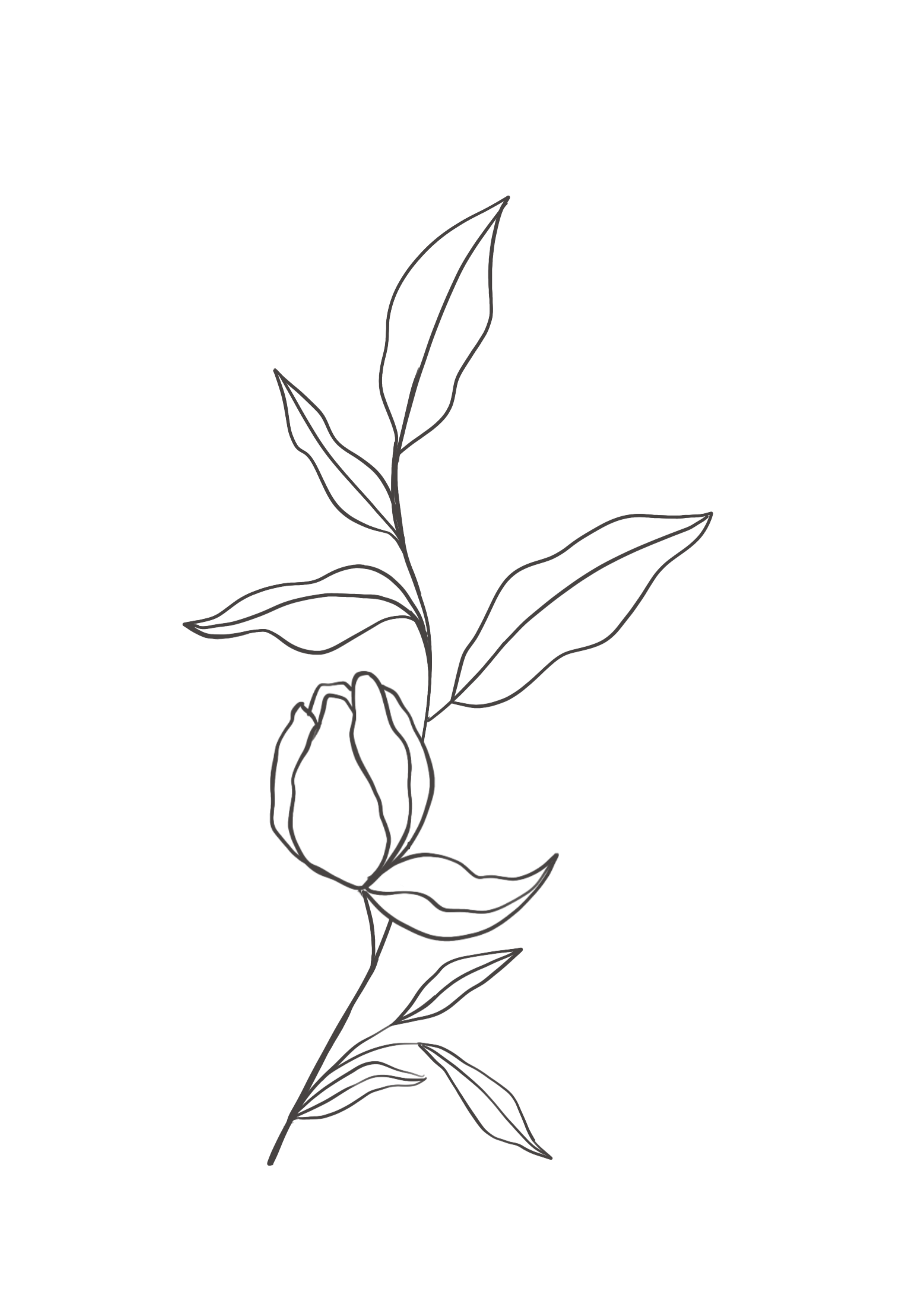 Drawing Of Flowers PNG Images Transparent Background | PNG Play