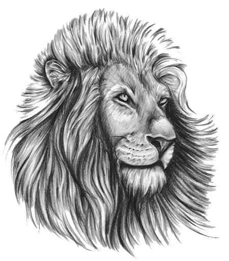 Drawing Of Lion Free PNG