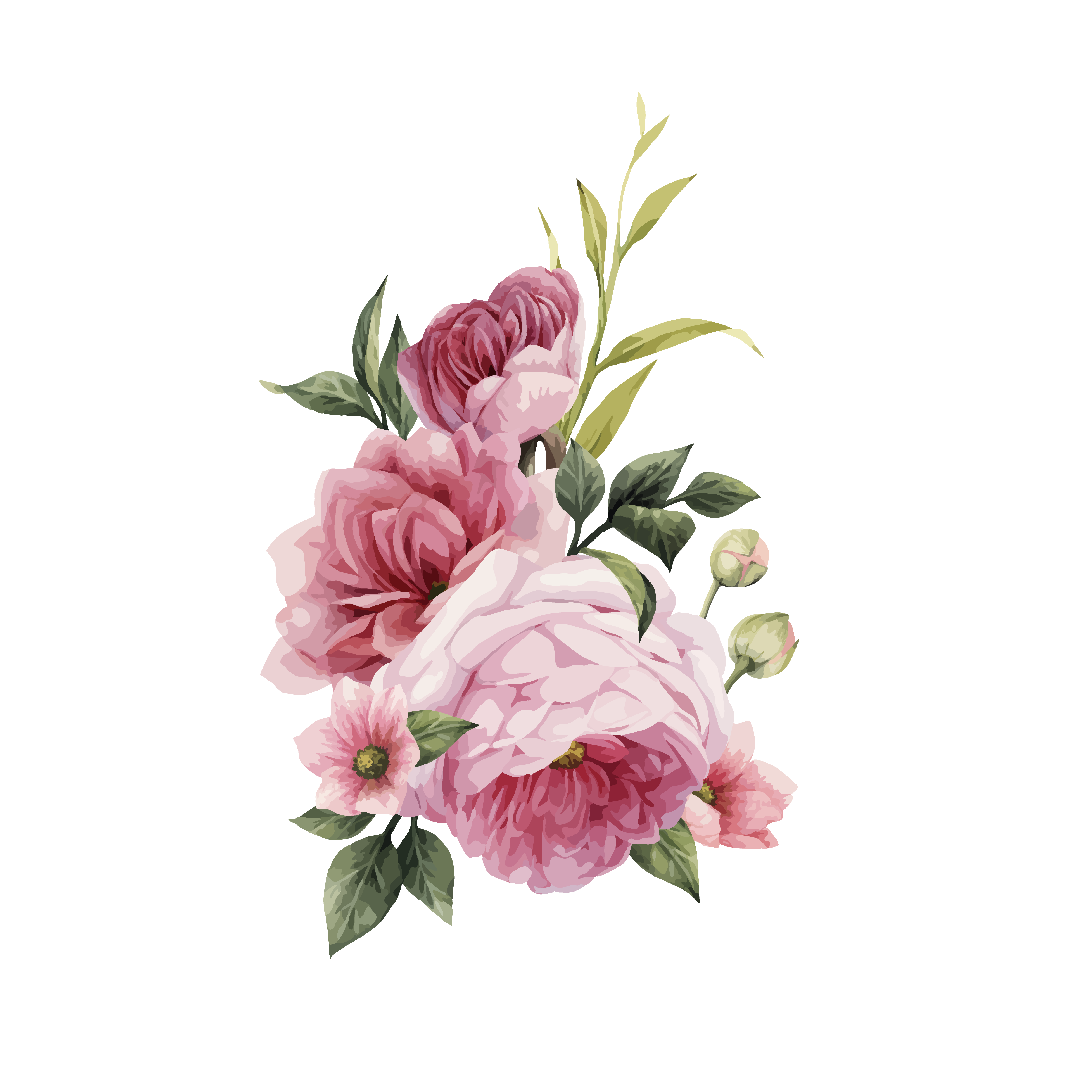 Drawings Of Roses PNG Background
