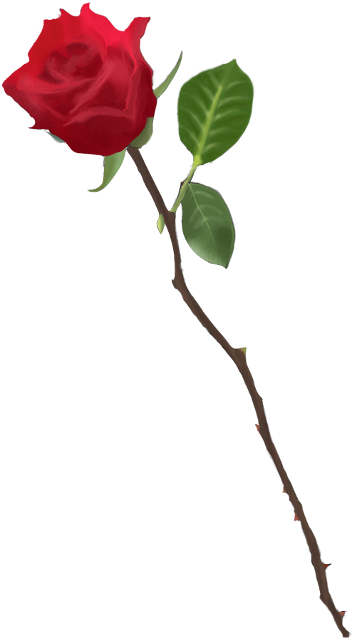 Drawings Of Roses PNG HD Quality
