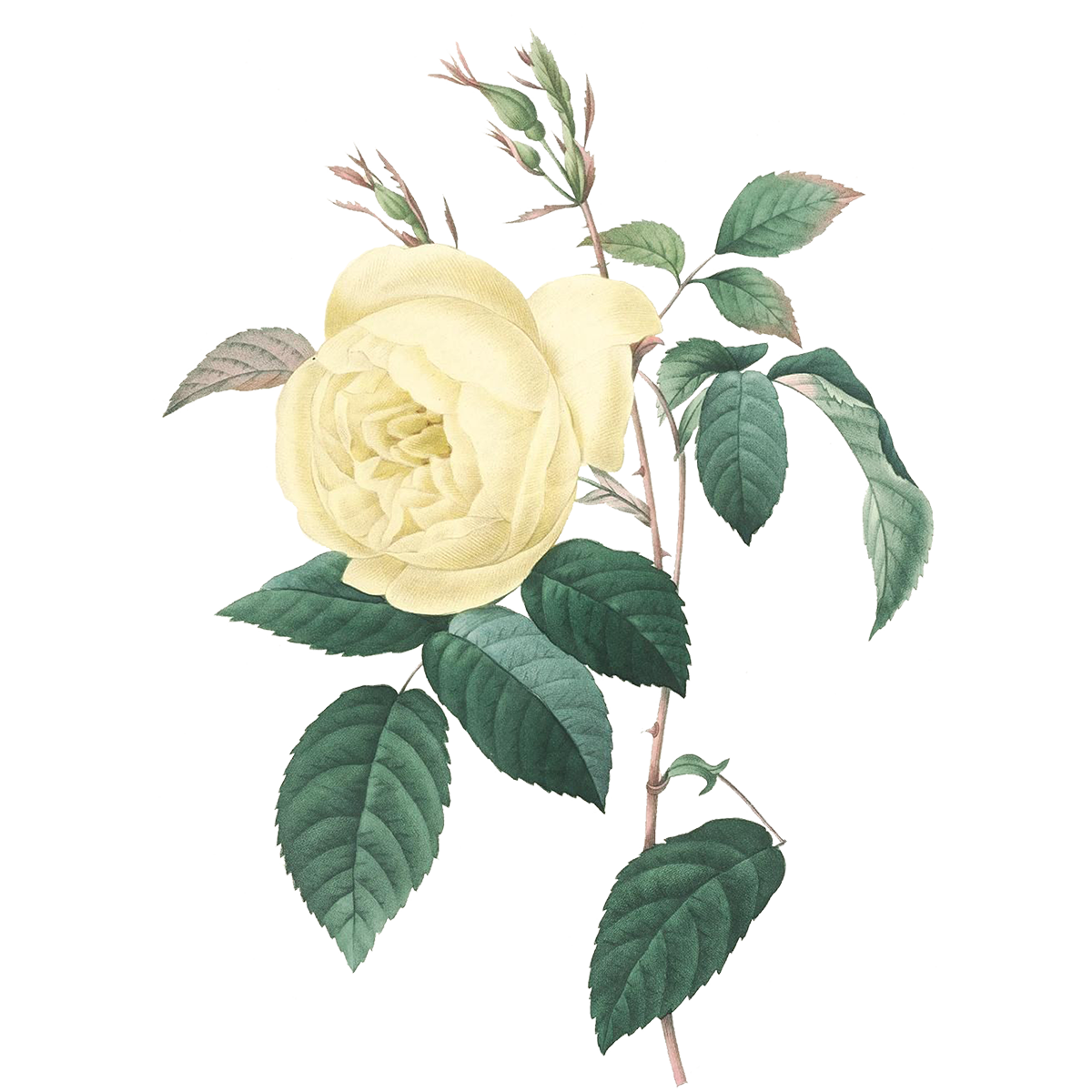 Drawings Of Roses PNG Images HD