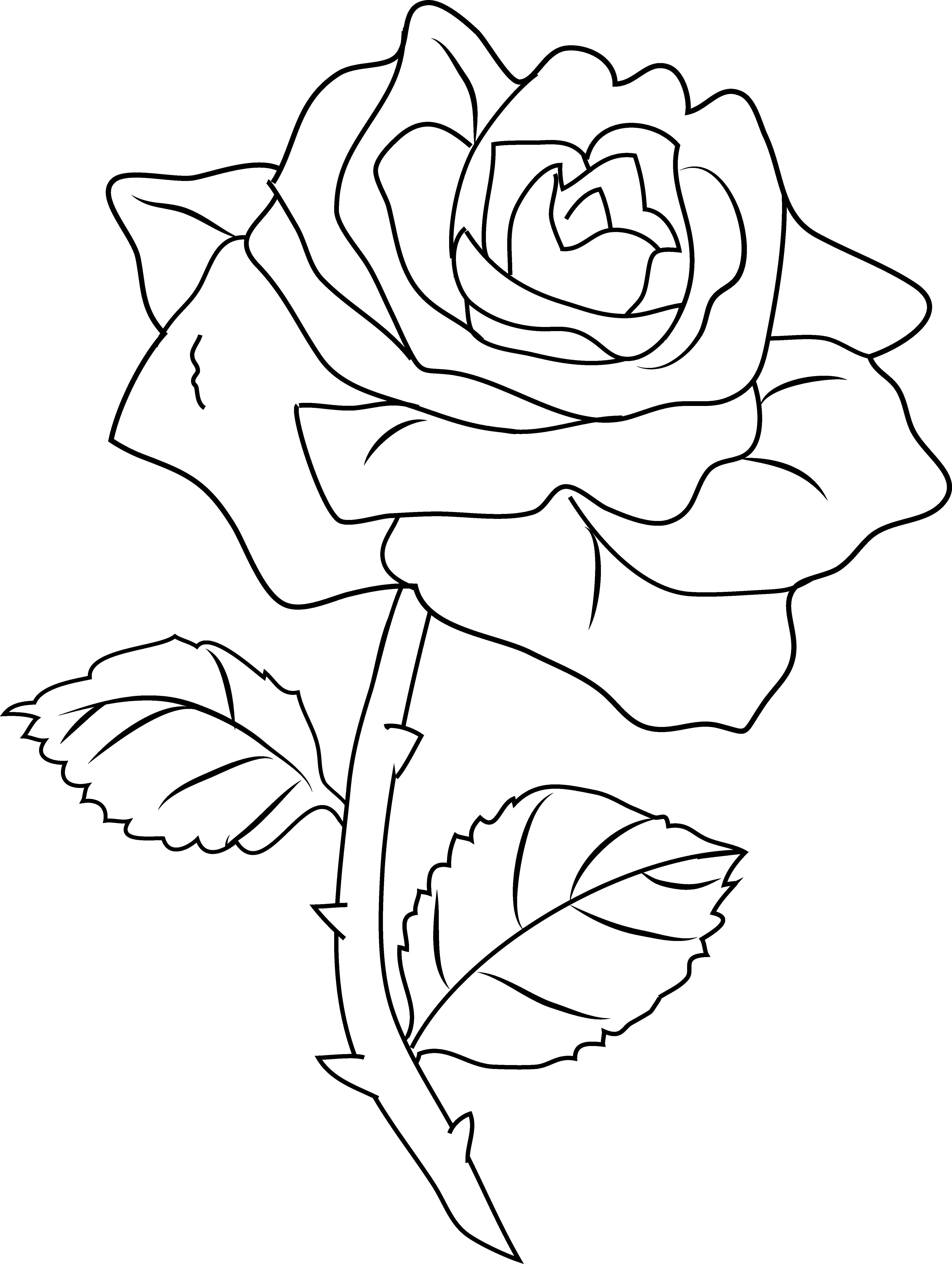 Drawings Of Roses PNG Photos