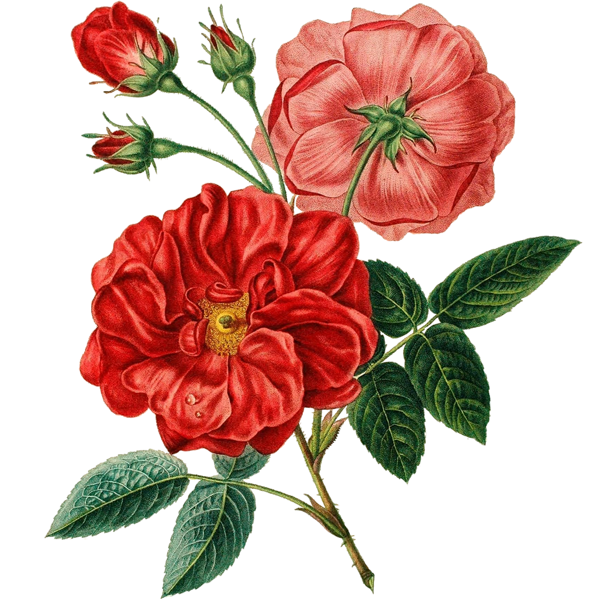 Drawings Of Roses Transparent Free PNG