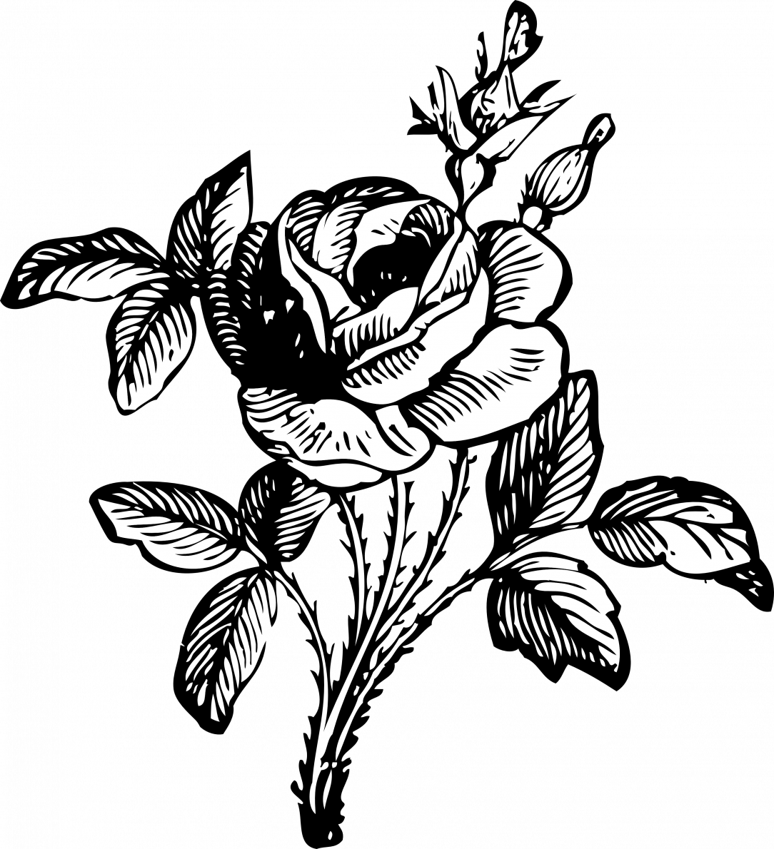 Easy Rose Drawings Background PNG