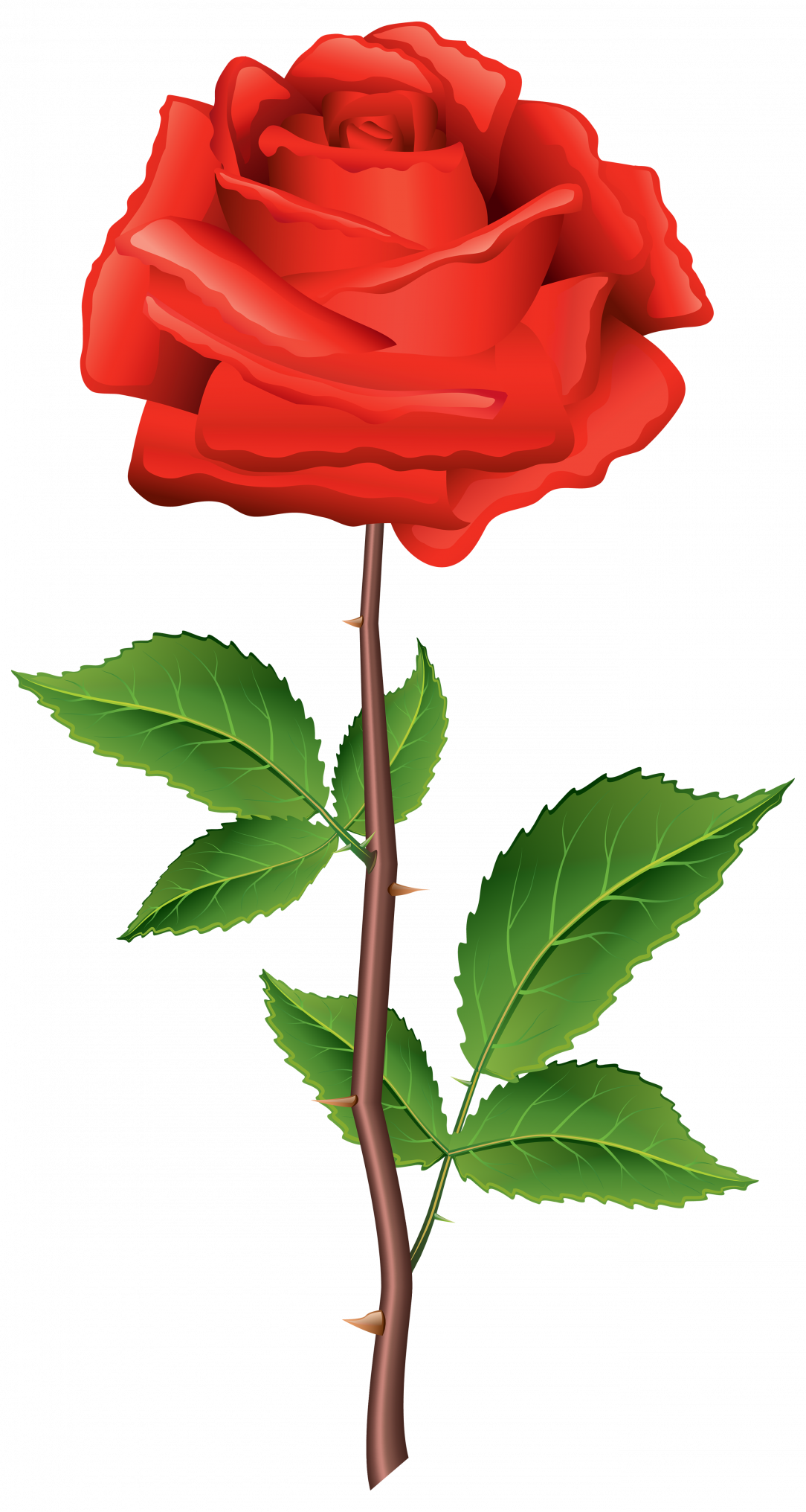 Easy Rose Drawings PNG Pic Background
