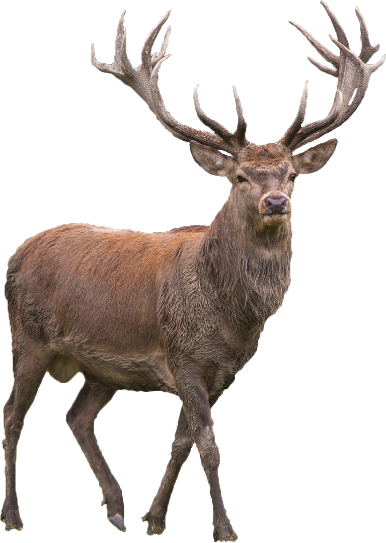 Elk Download Free PNG