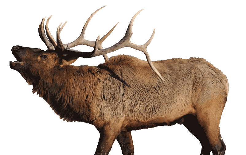 Elk PNG HD Quality