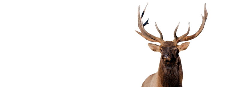 Elk PNG Pic Background