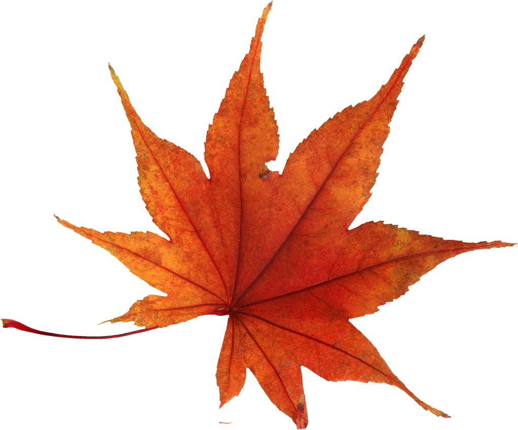 Fall Leaves Background PNG Image