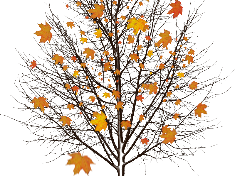 Fall Leaves PNG Free File Download