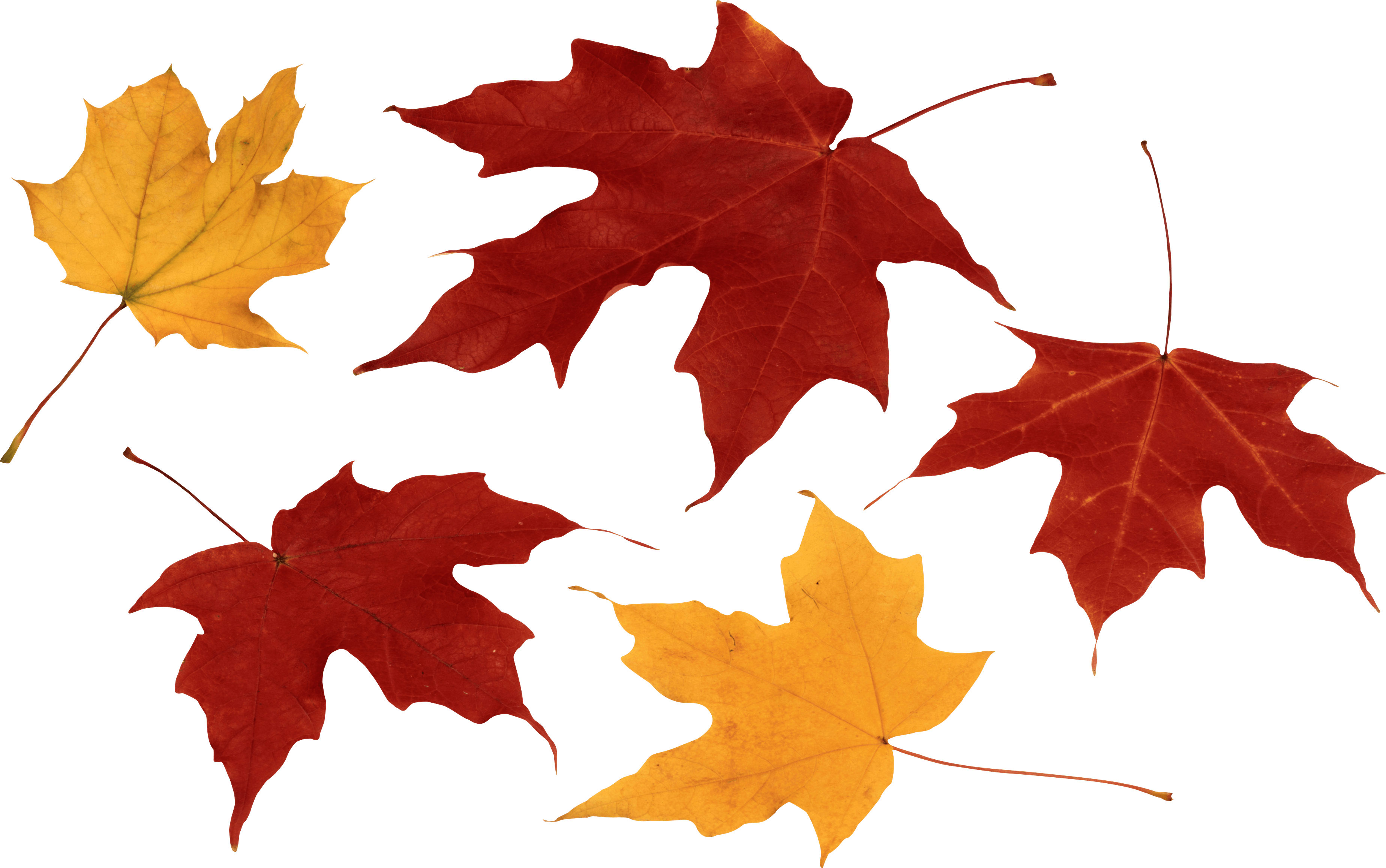Fall Leaves PNG Photo Image