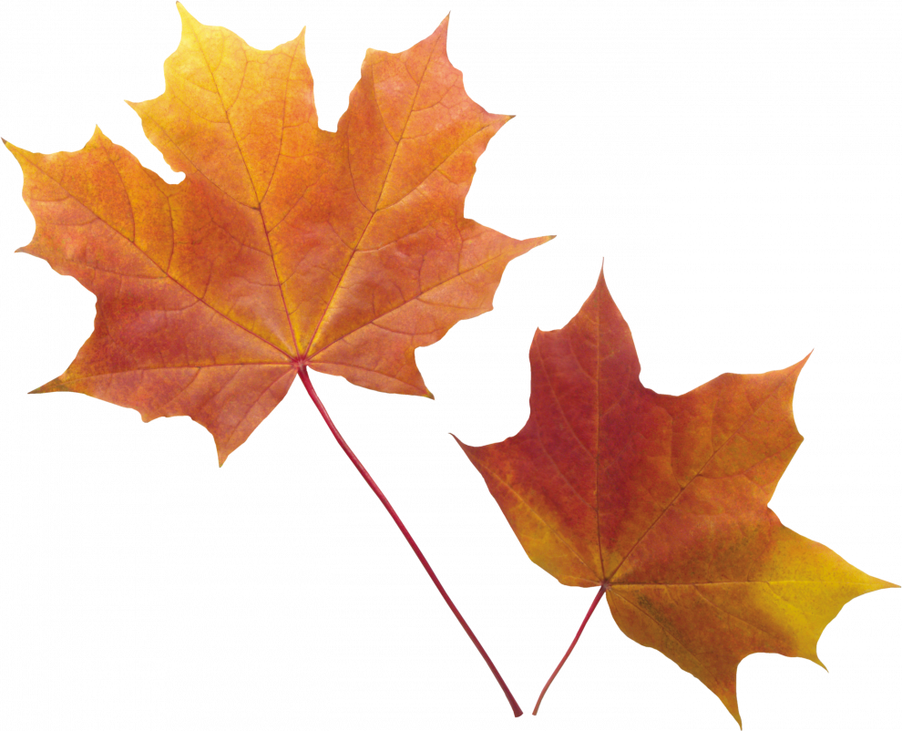 Fall Leaves Transparent File