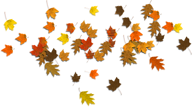 Fall Leaves Transparent PNG