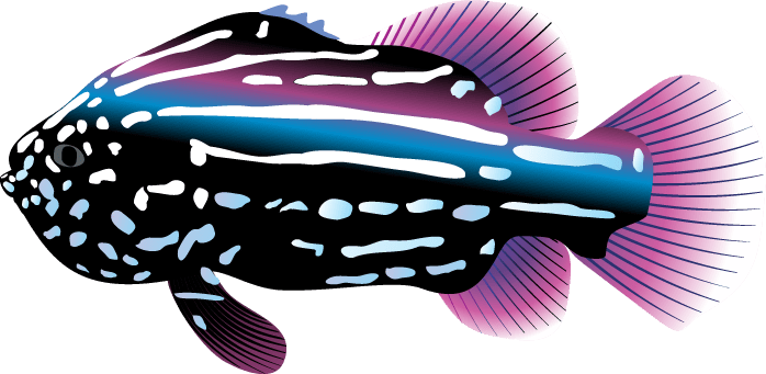 Fishing Clip Art PNG Free File Download