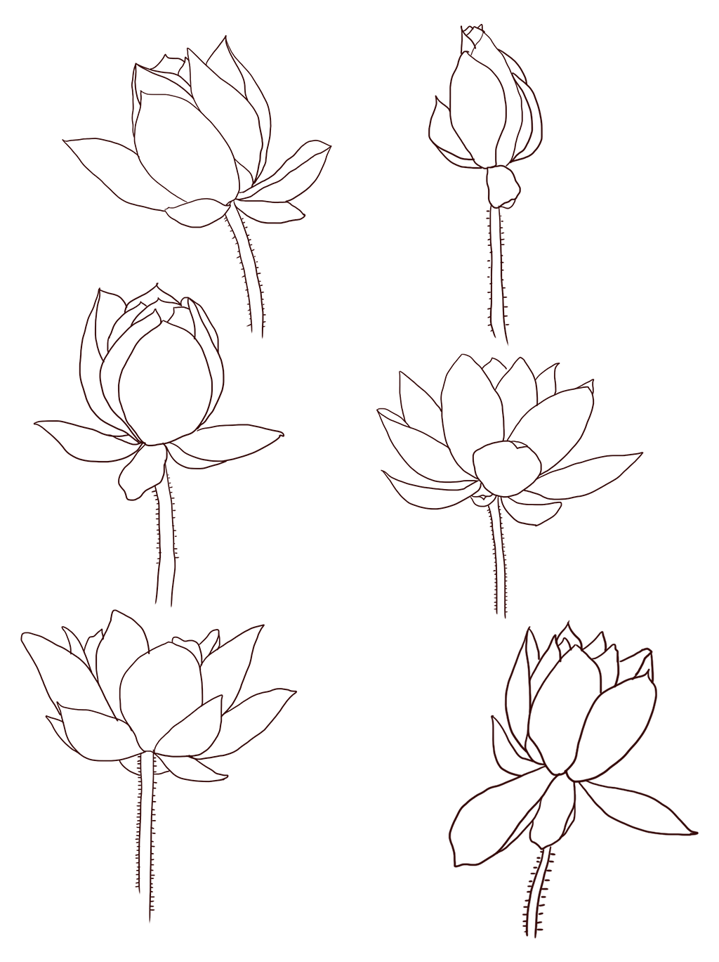 Flower Drawings No Background