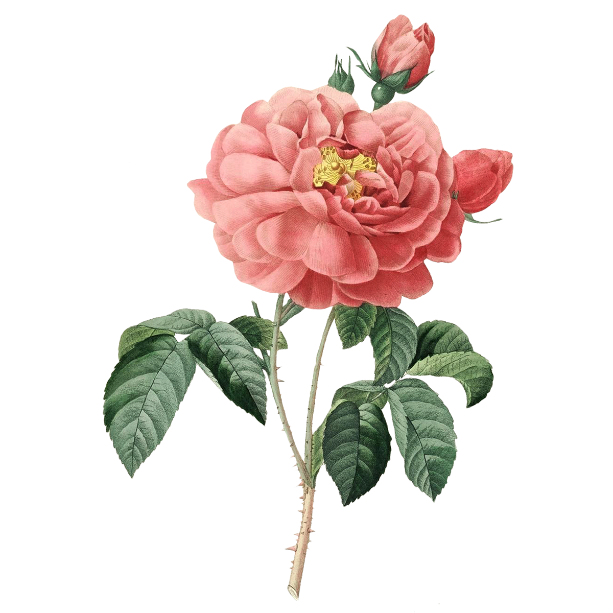 Flower Drawings PNG Photo Image