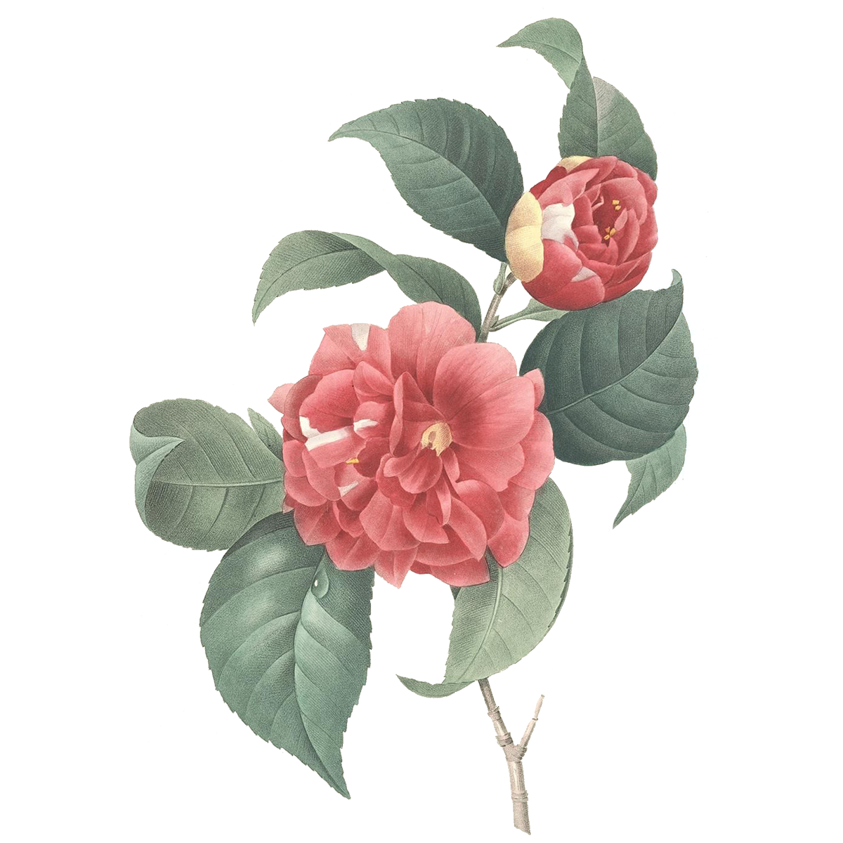 Flower PNG Clipart Background