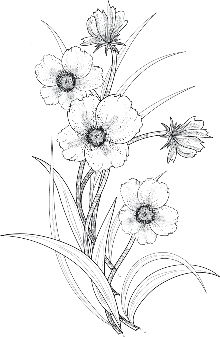 Flowers For Drawing Transparent PNG
