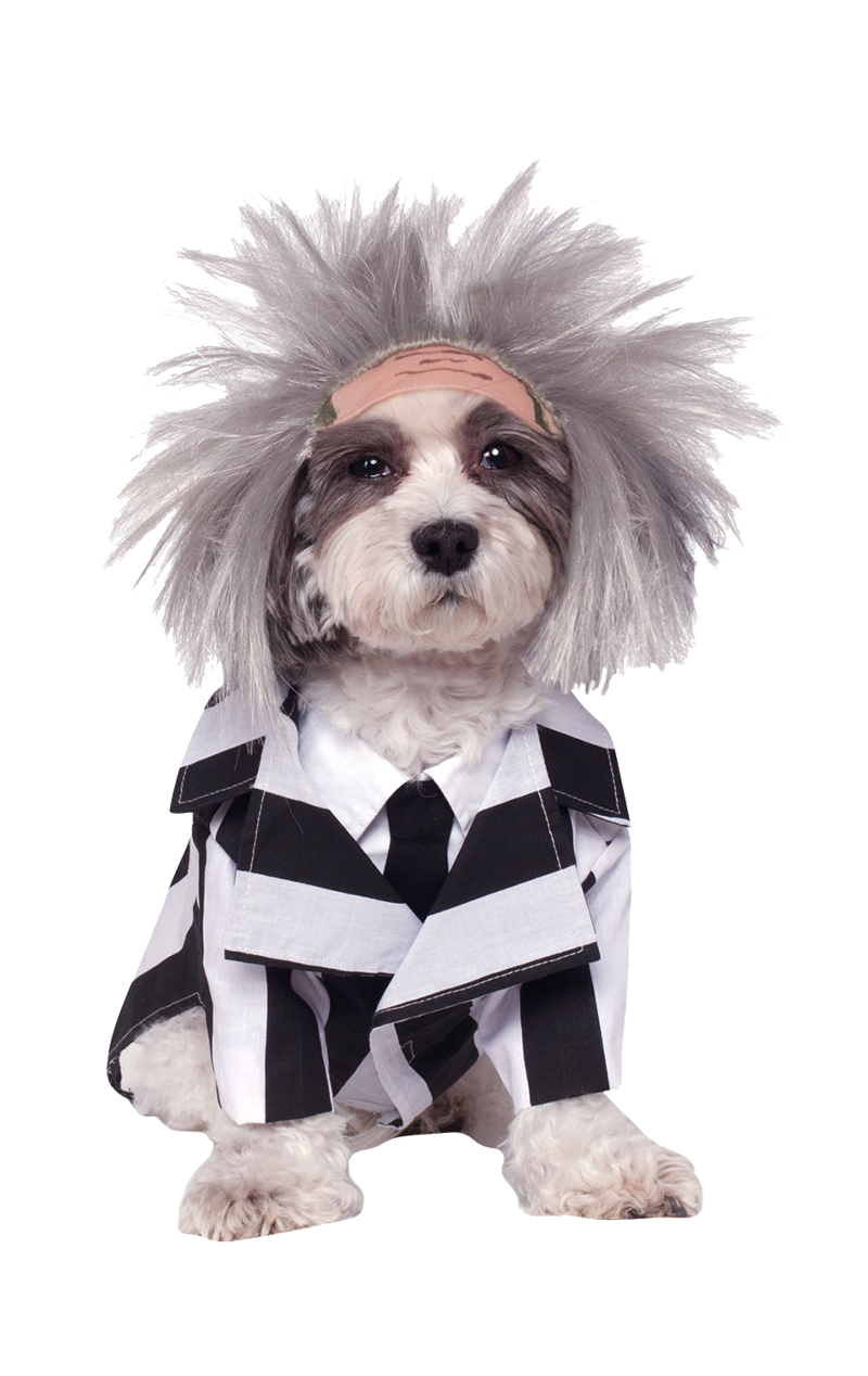 Halloween Costumes Dogs Background PNG Image