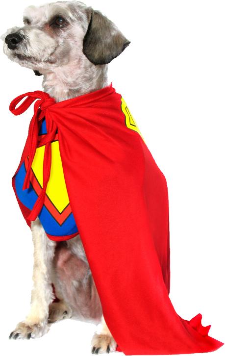 Halloween Costumes Dogs Background PNG