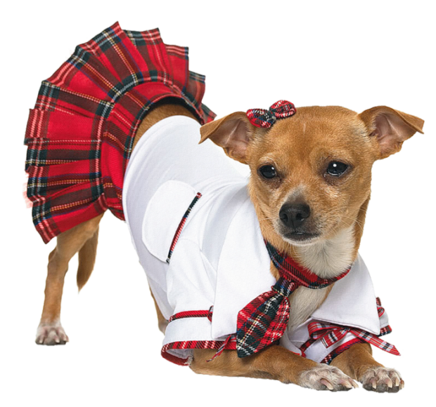 Halloween Costumes Dogs PNG Photos