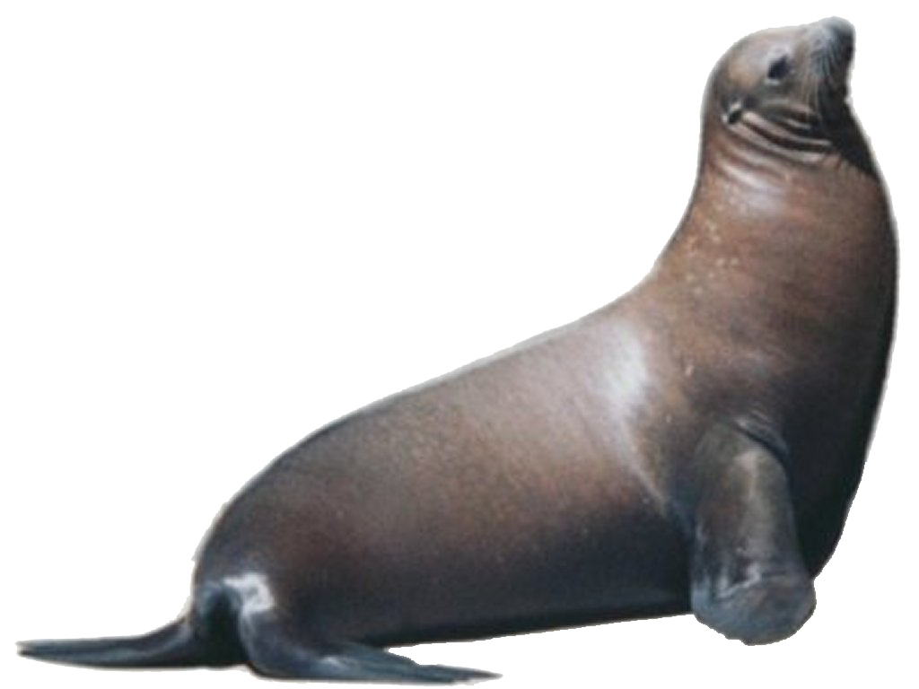 Harbor Seal Background PNG Clip Art