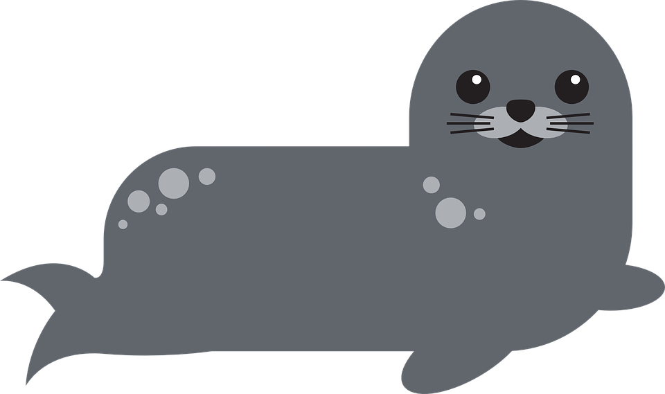 Harbor Seal PNG Background