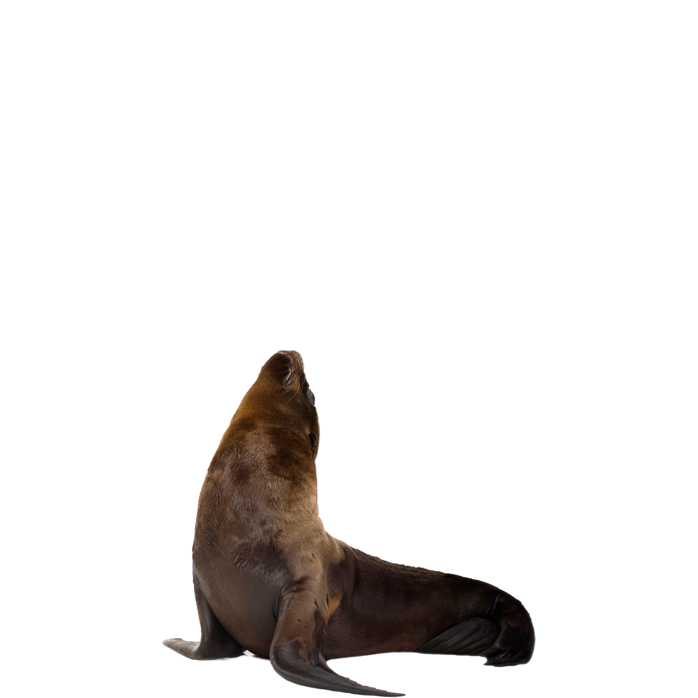 Harbor Seal PNG Clipart Background