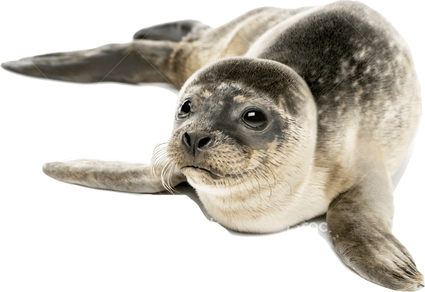 Harbor Seal PNG HD Quality