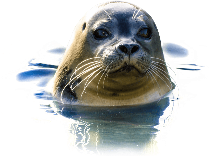 Harbor Seal PNG Photo Image