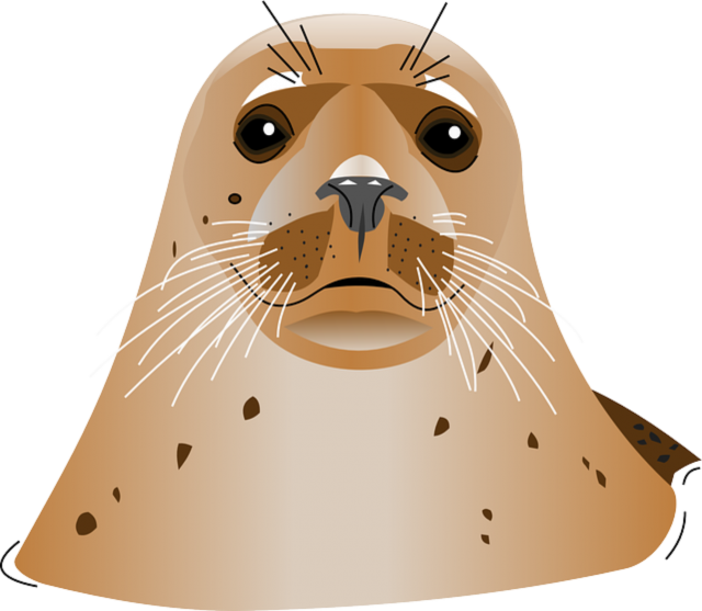 Harbor Seal PNG Pic Background