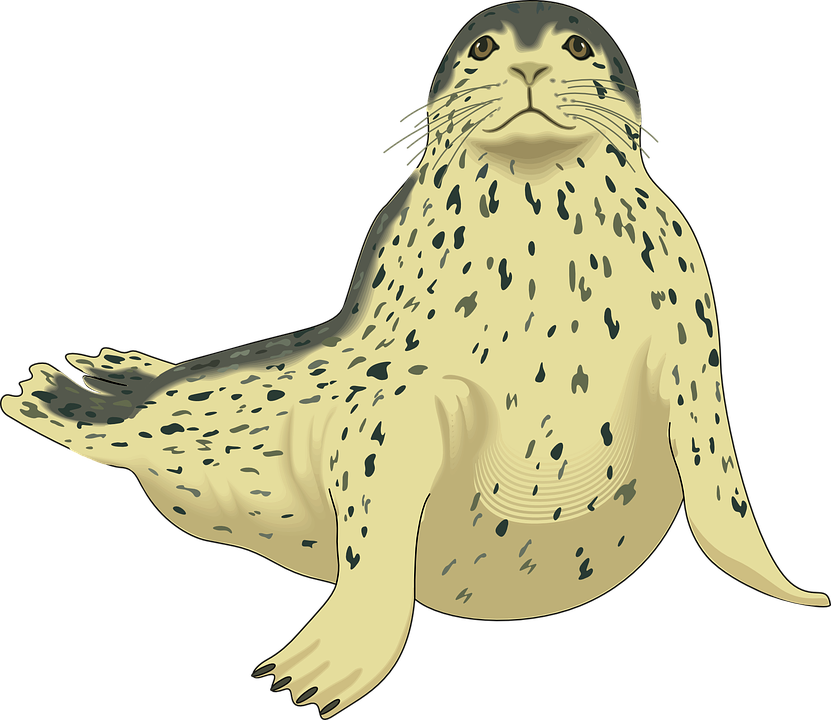 Harbor Seal PNG Pic Clip Art Background